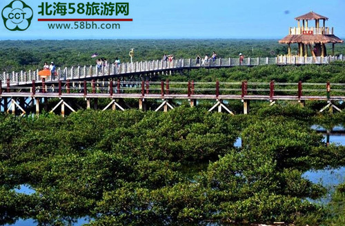 北海紅樹(shù)林,廣西北海旅行社,